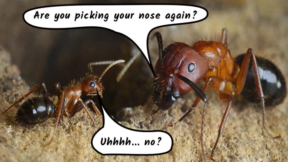 ants